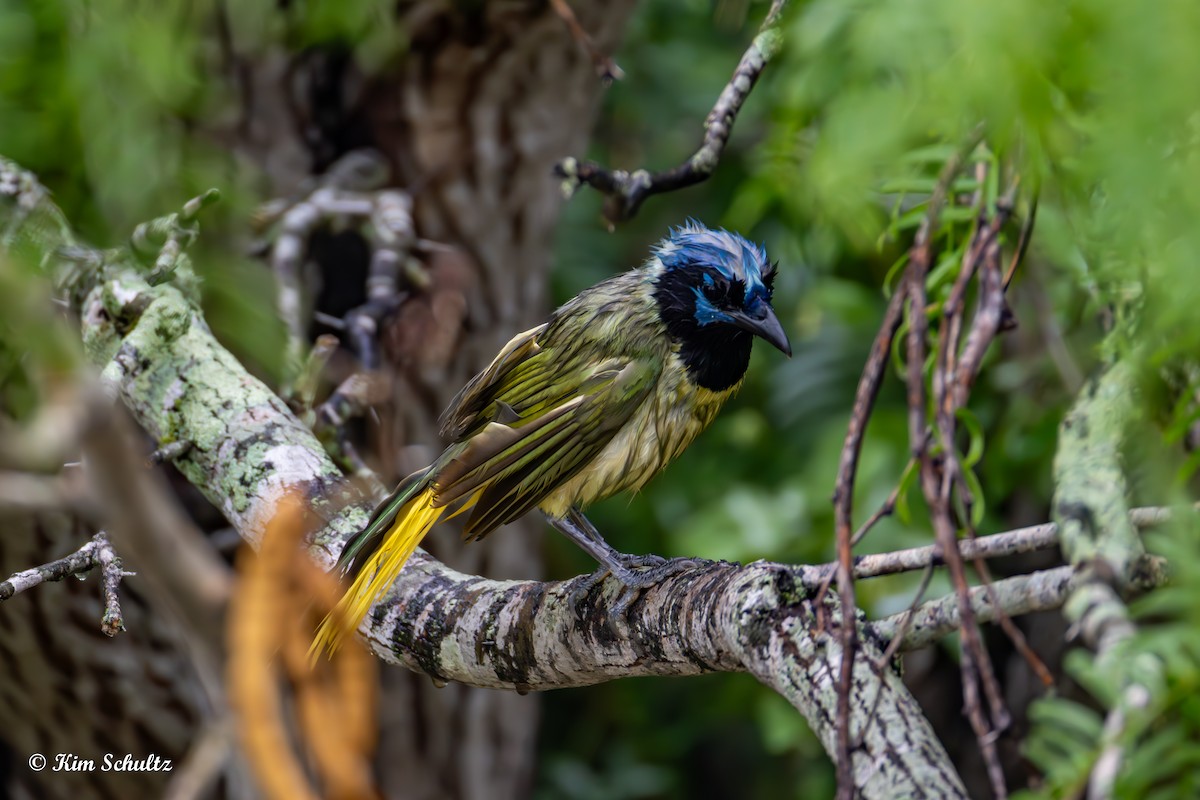 Green Jay - ML638370667