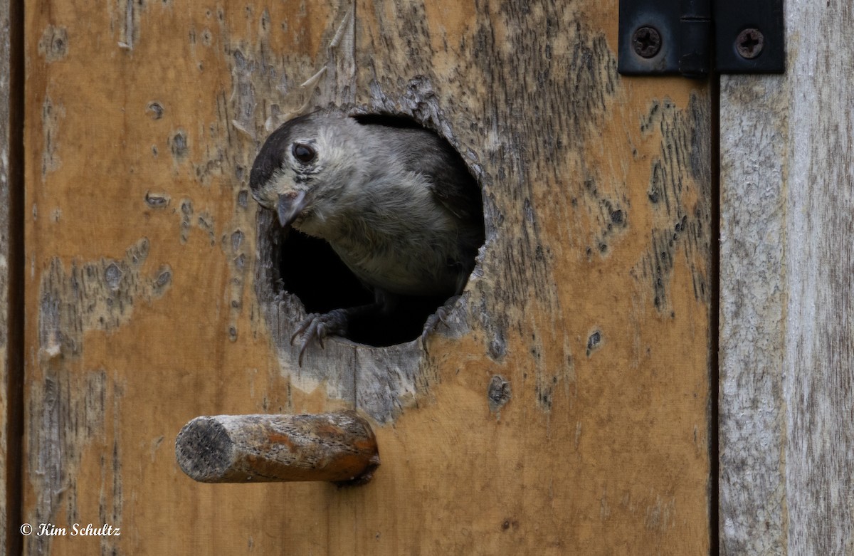 Black-crested Titmouse - ML638370679