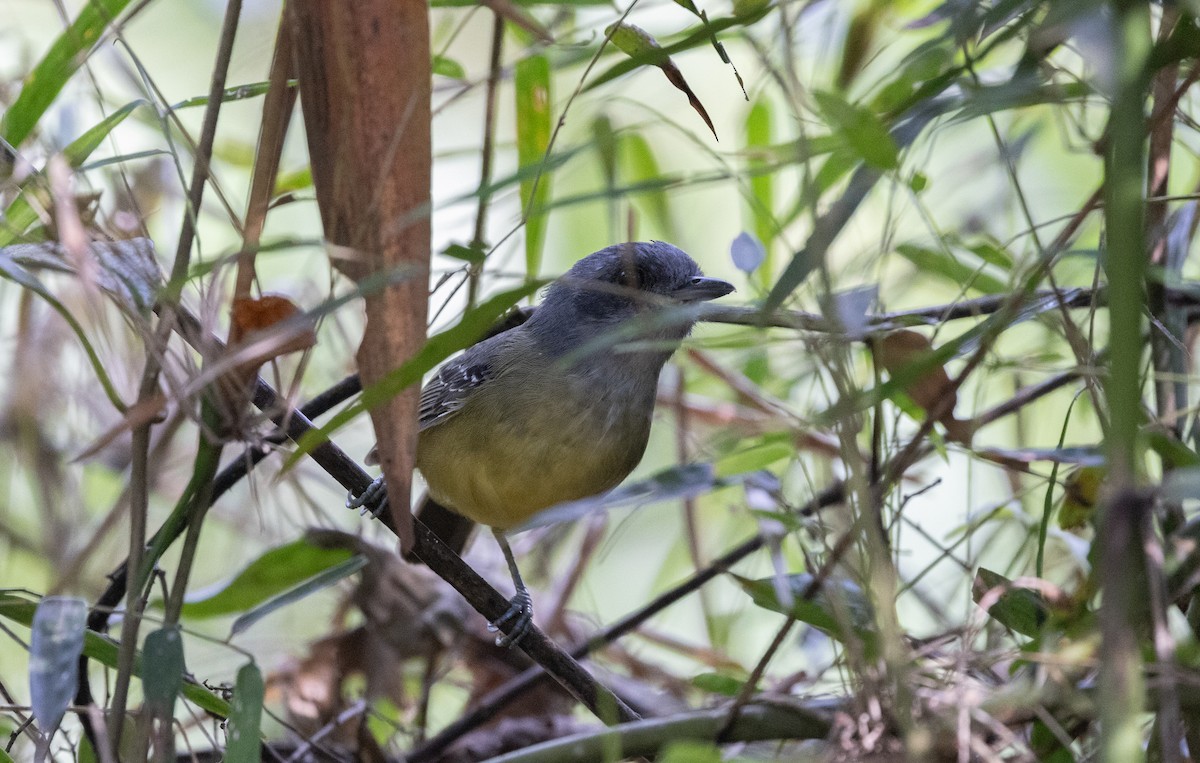 Plain Antvireo - ML638370682