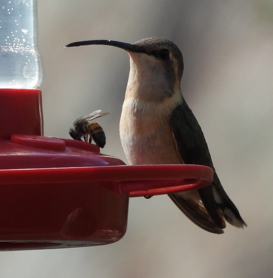 Lucifer Hummingbird - ML638370683