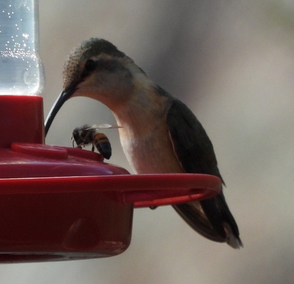 Lucifer Hummingbird - ML638370684