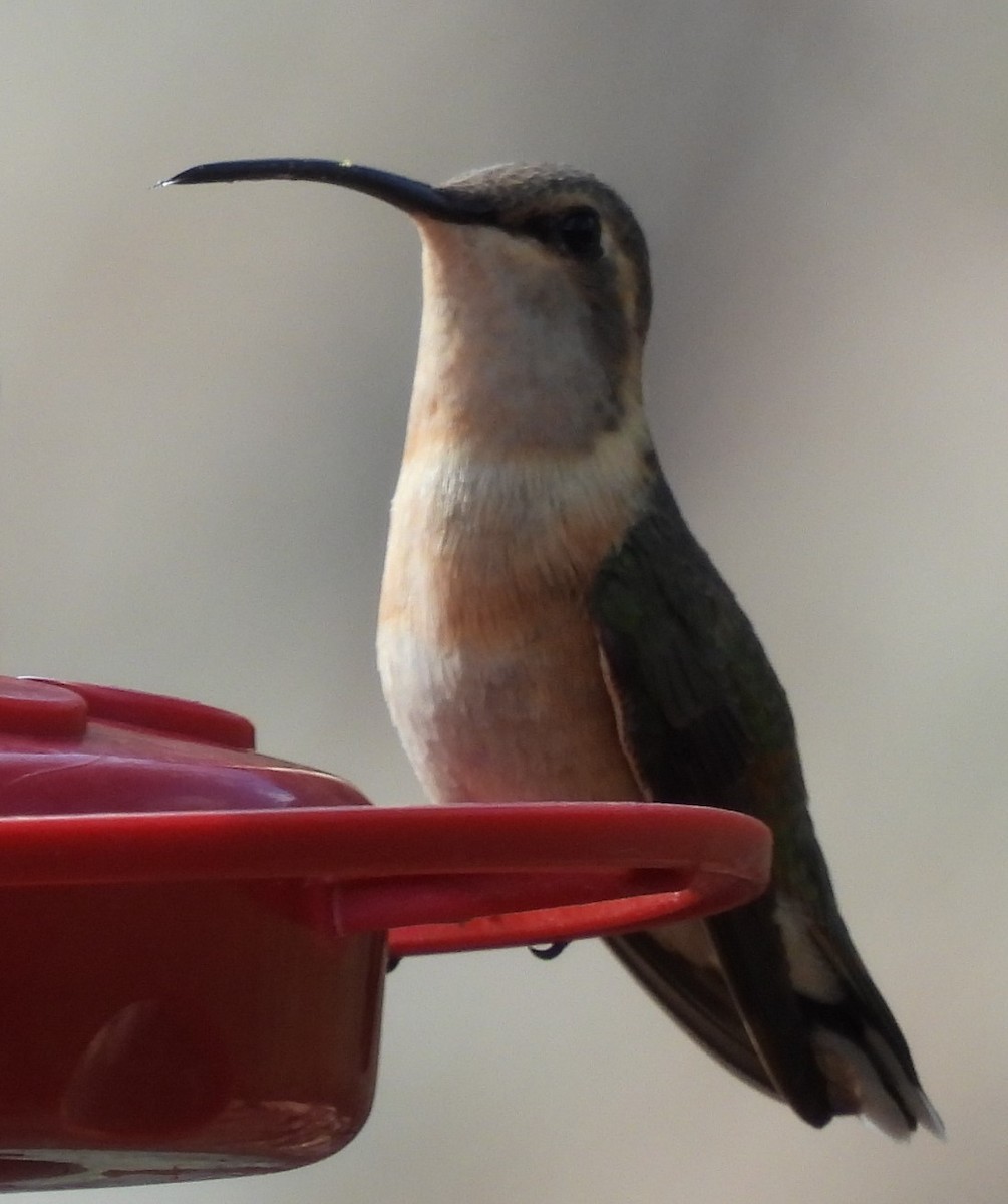 Lucifer Hummingbird - ML638370685