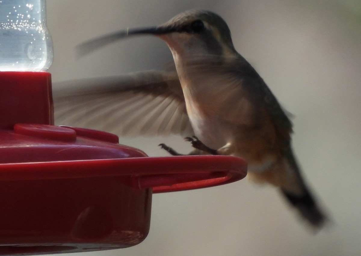 Lucifer Hummingbird - ML638370686