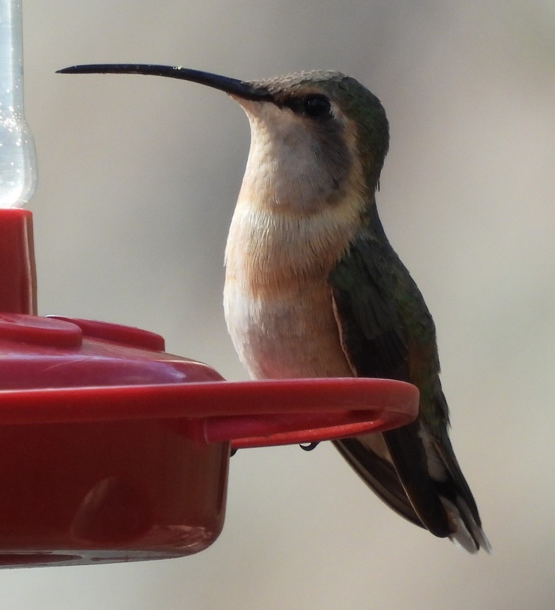 Lucifer Hummingbird - ML638370687
