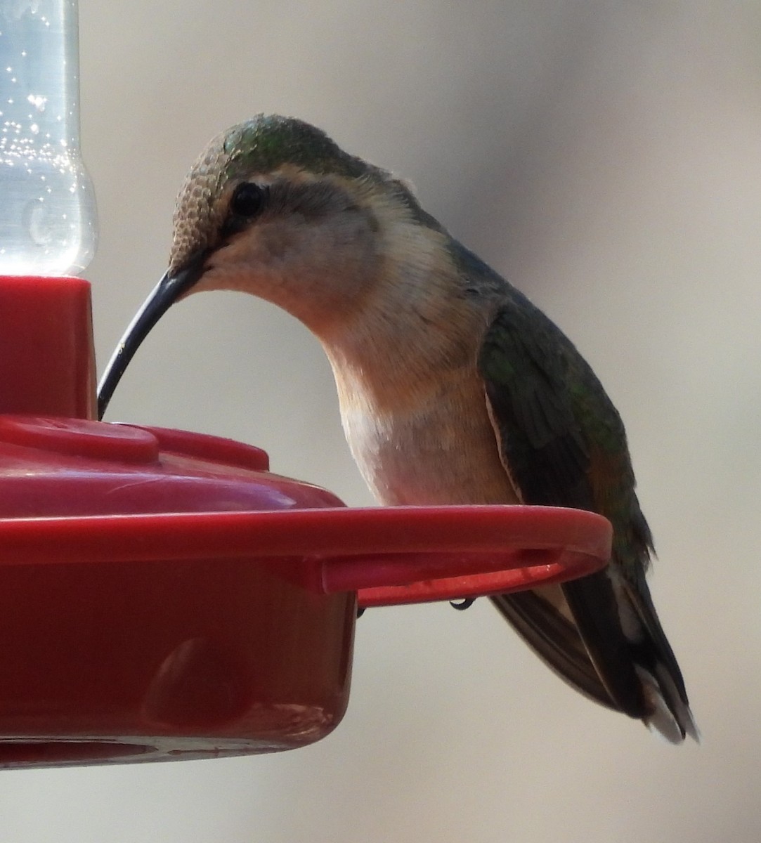 Lucifer Hummingbird - ML638370689