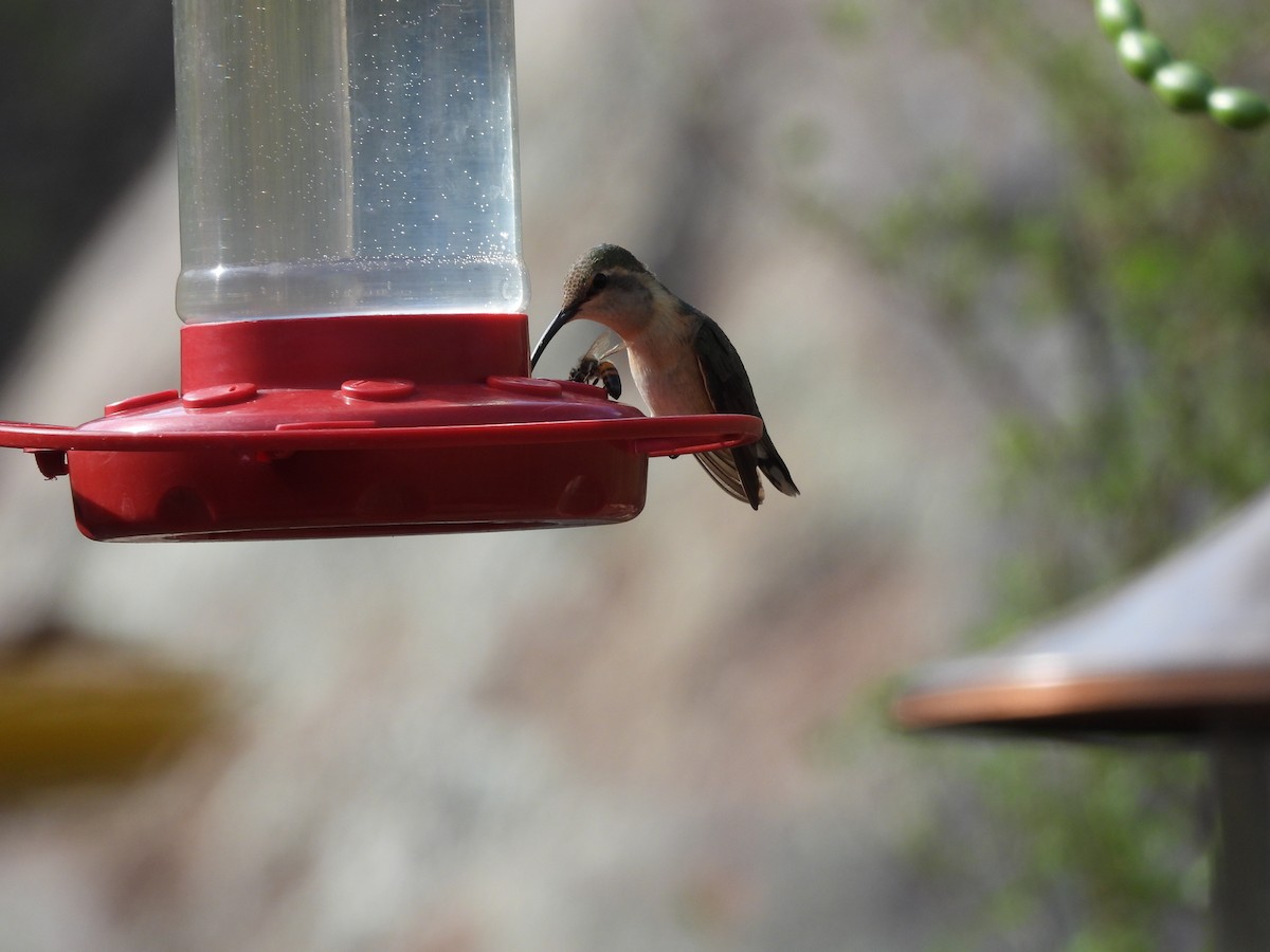 Lucifer Hummingbird - ML638370690