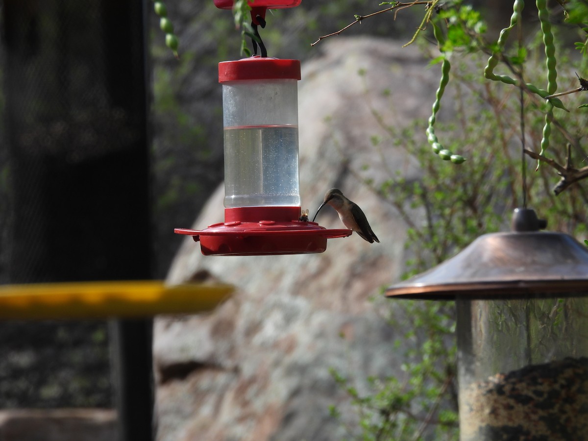 Lucifer Hummingbird - ML638370691