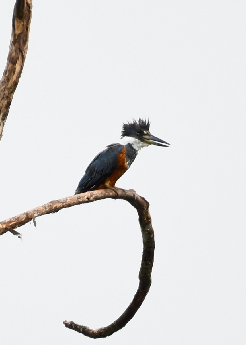 Ringed Kingfisher - ML638370692