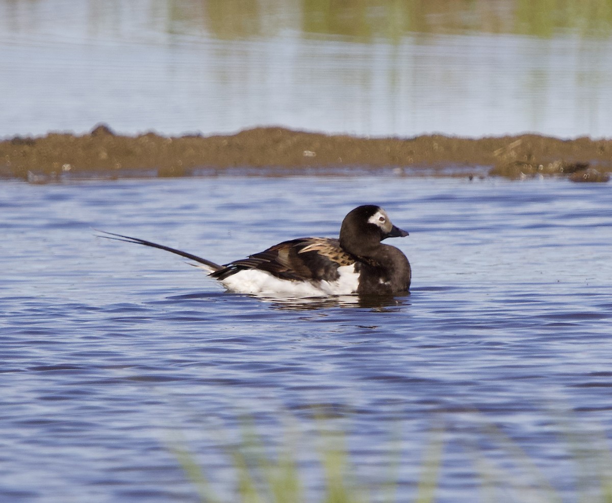 Long-tailed Duck - ML638370702
