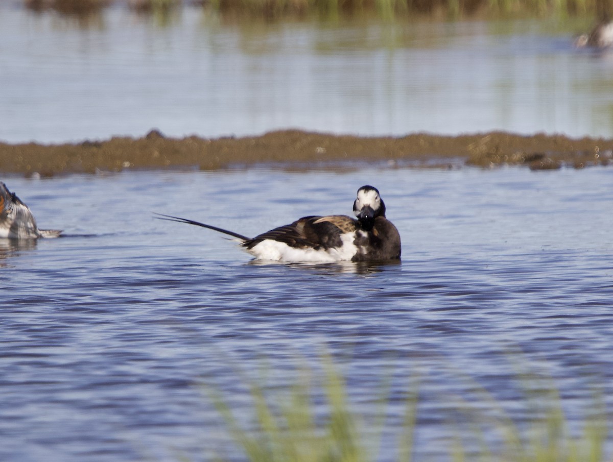 Long-tailed Duck - ML638370703