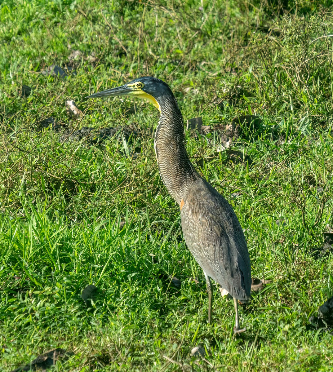 Bare-throated Tiger-Heron - ML638370722