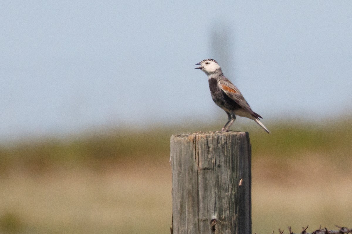 Thick-billed Longspur - ML638370731
