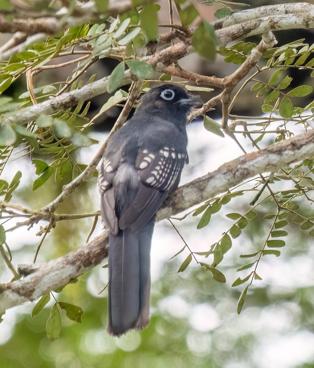Black-headed Trogon - ML638370734
