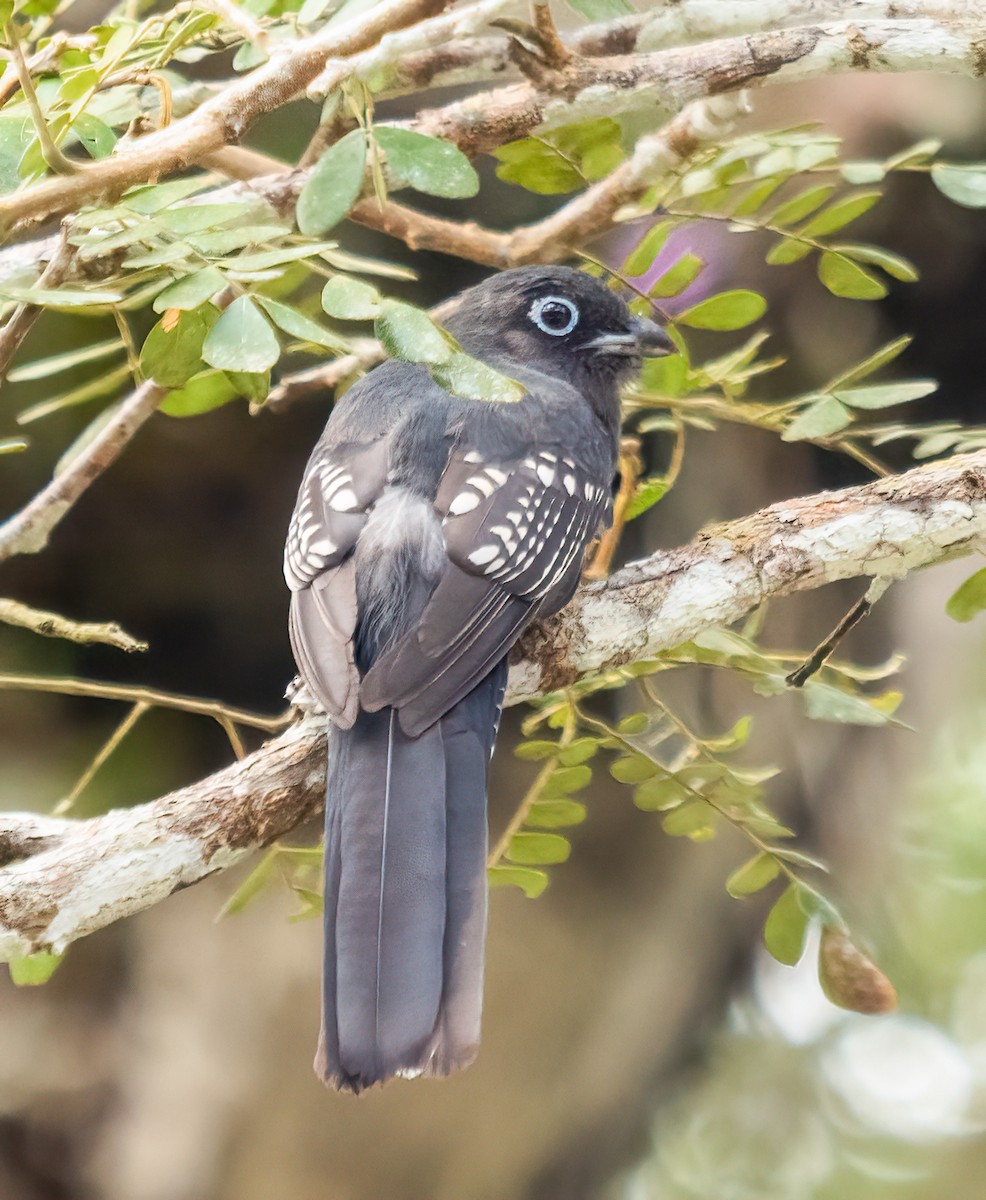Black-headed Trogon - ML638370735