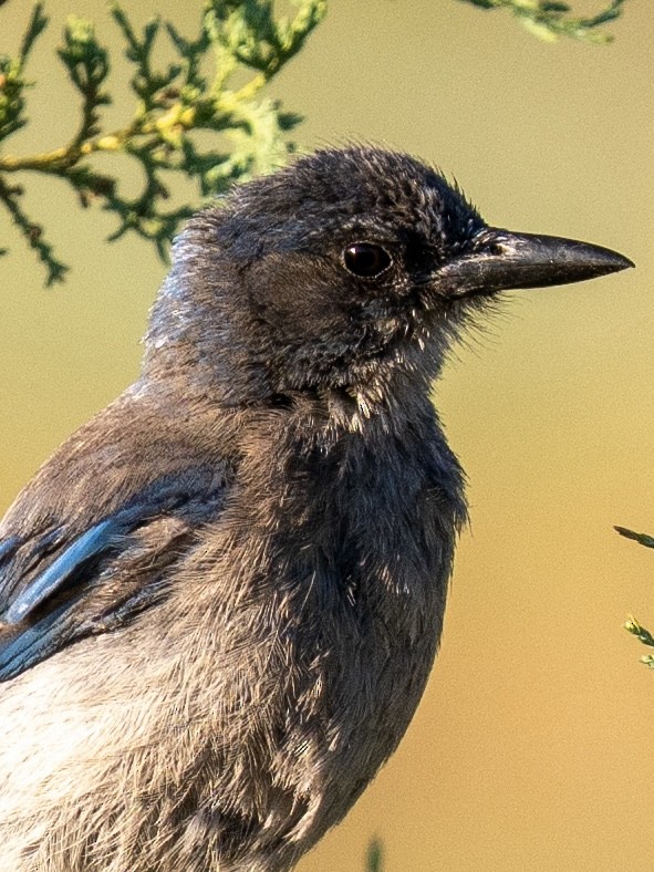 Woodhouse's Scrub-Jay - ML638370737
