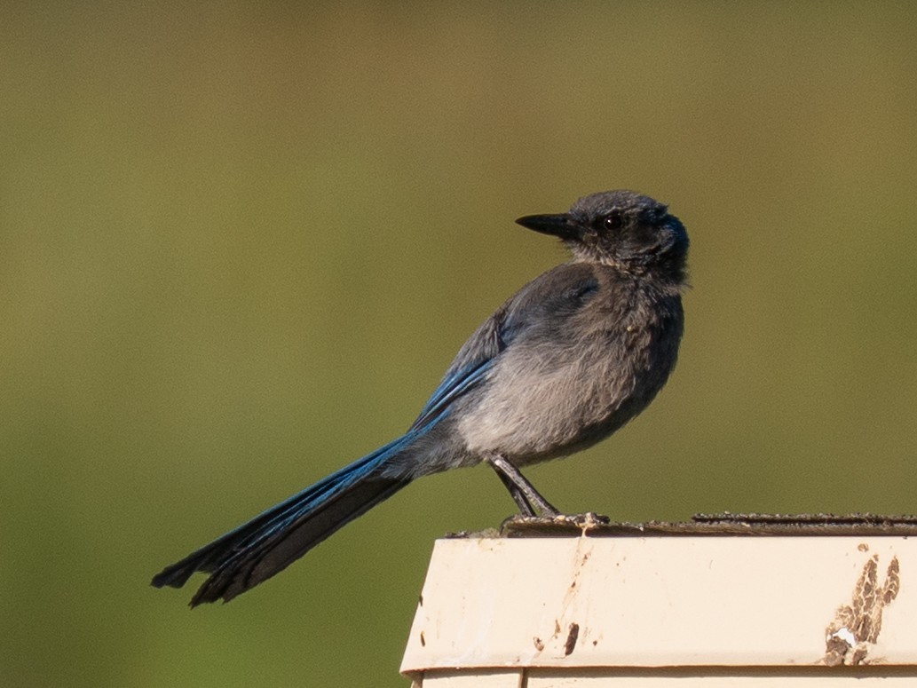 Woodhouse's Scrub-Jay - ML638370738