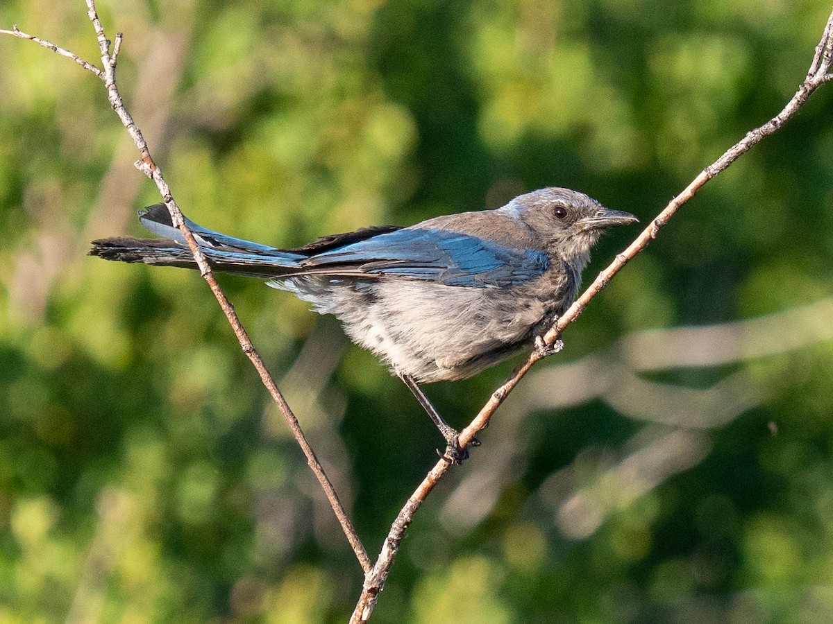 Woodhouse's Scrub-Jay - ML638370739