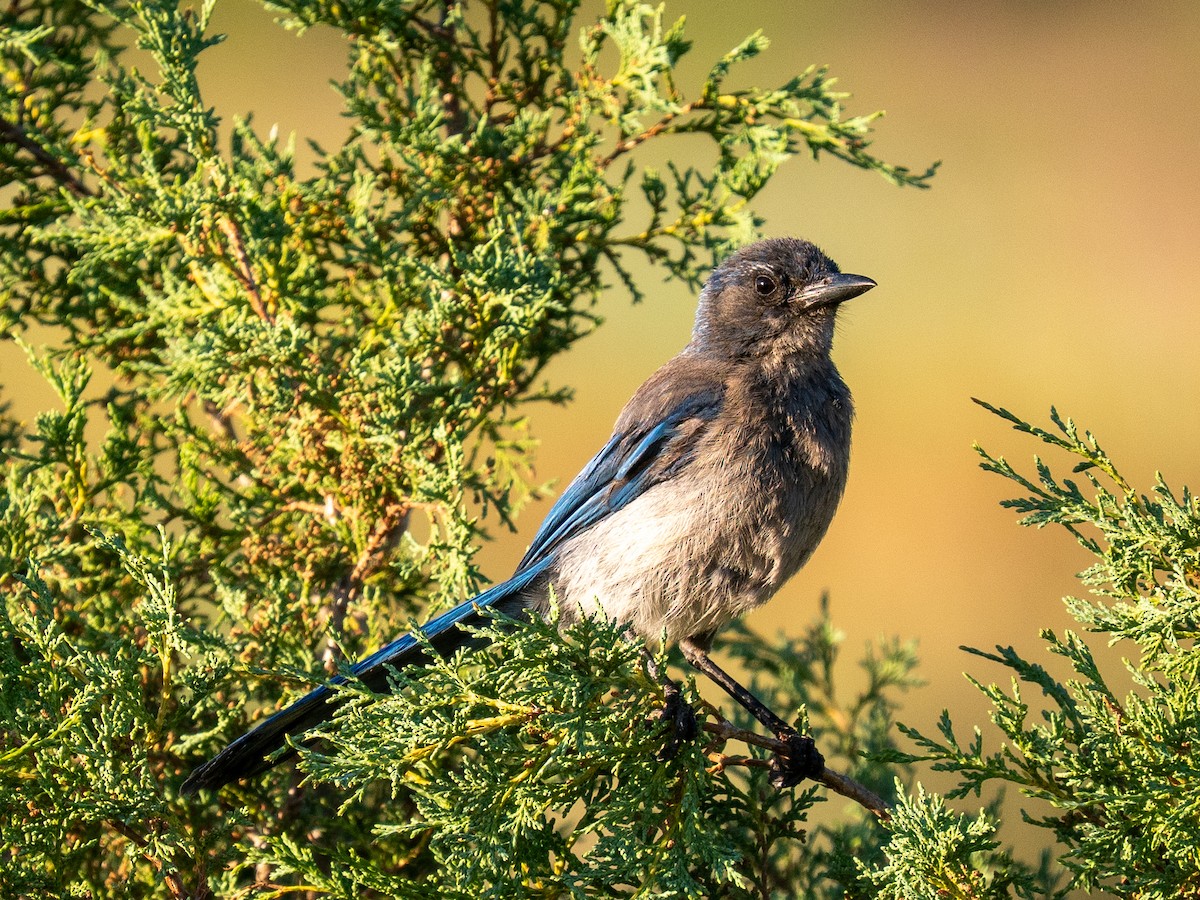 Woodhouse's Scrub-Jay - ML638370741