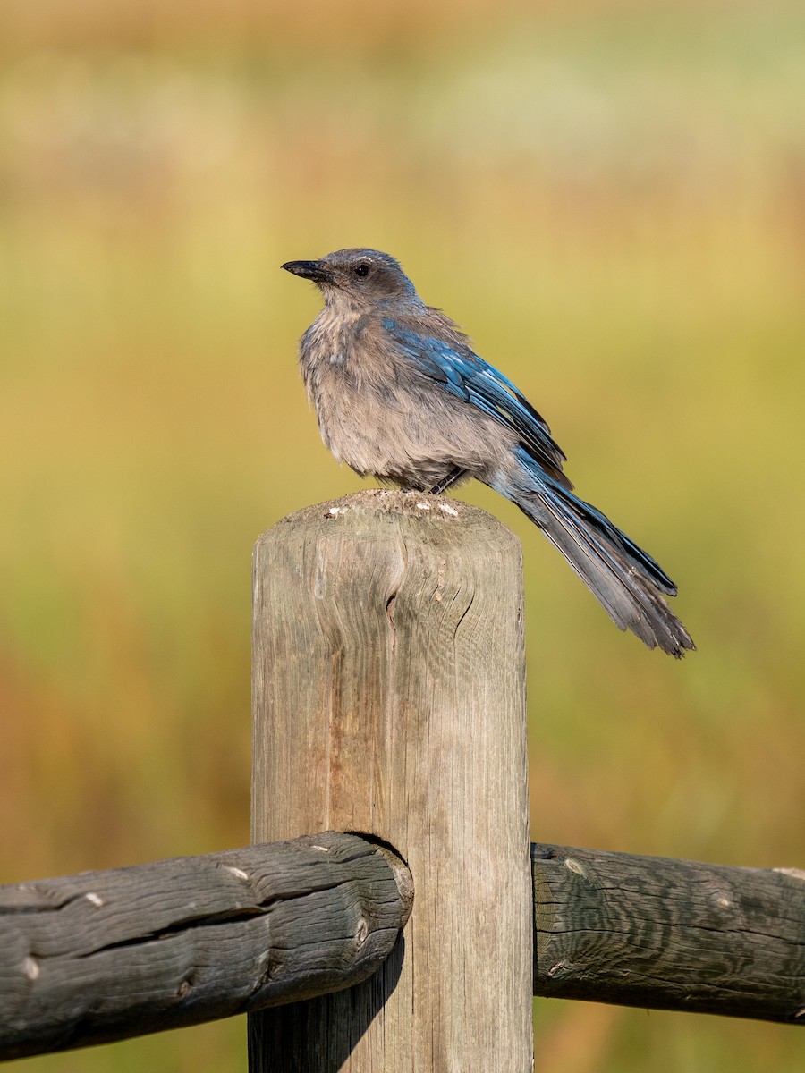 Woodhouse's Scrub-Jay - ML638370742