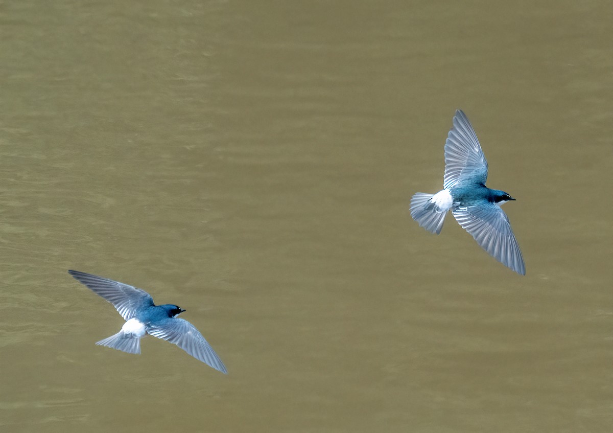 Mangrove Swallow - ML638370743