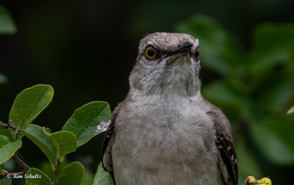 Northern Mockingbird - ML638370755