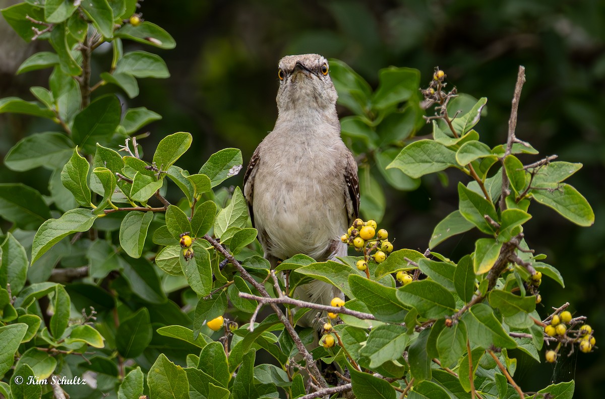 Northern Mockingbird - ML638370756