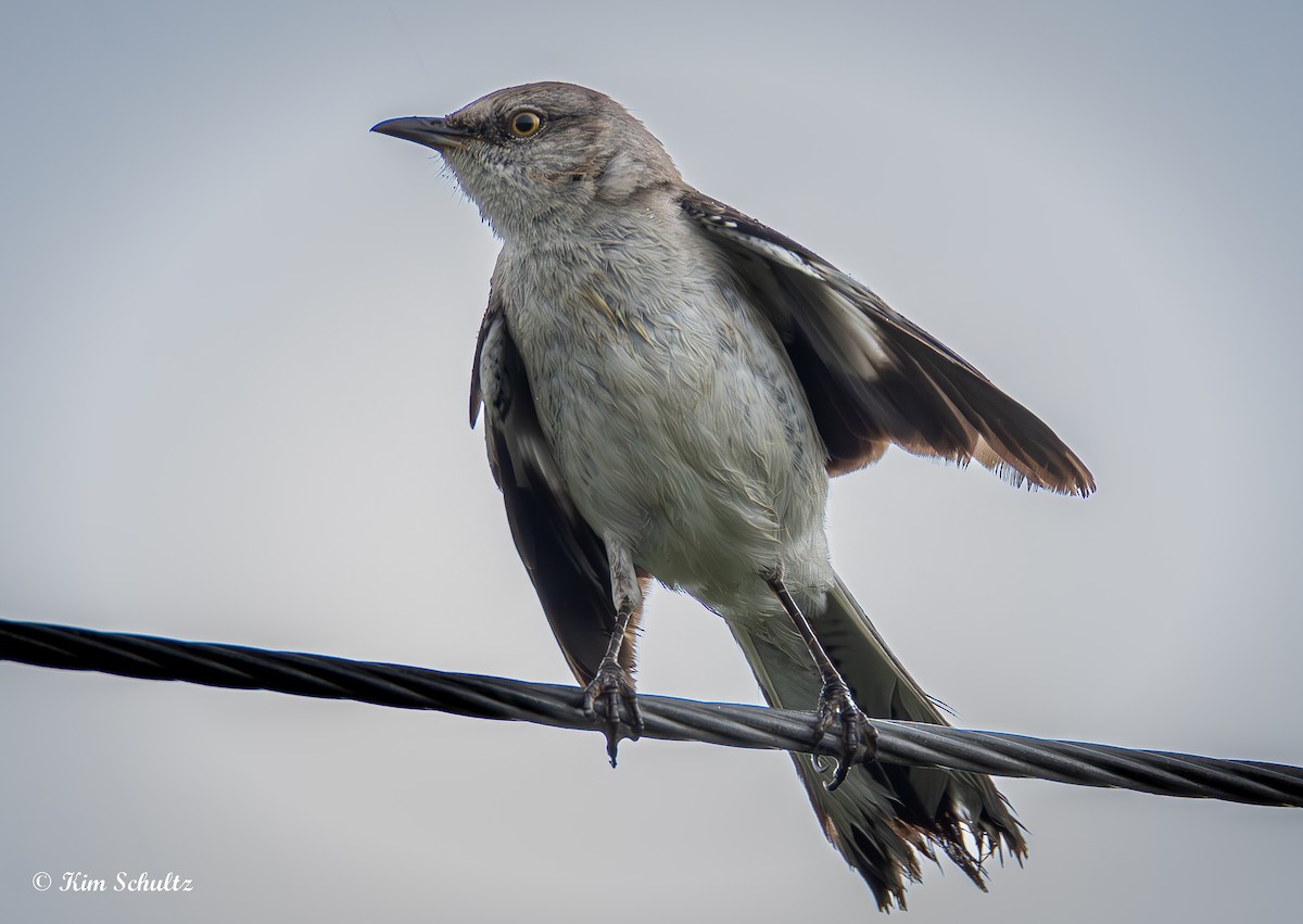 Northern Mockingbird - ML638370757
