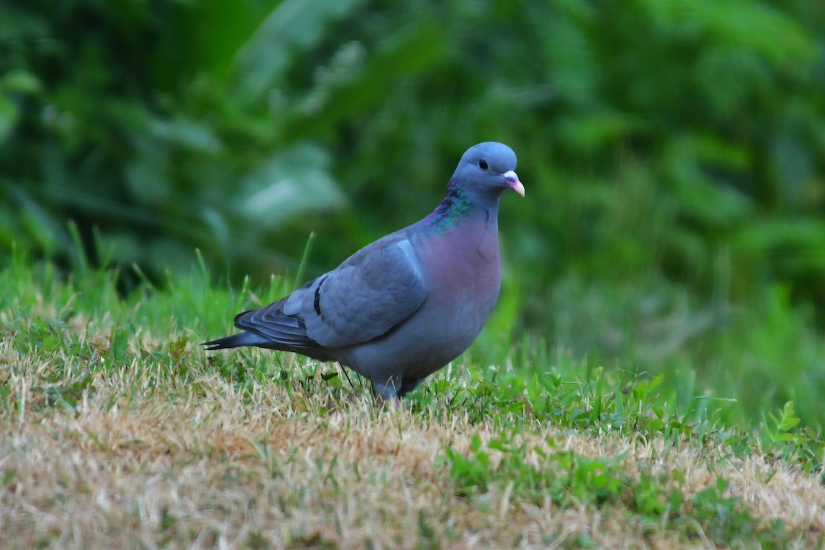 Stock Dove - ML638370759