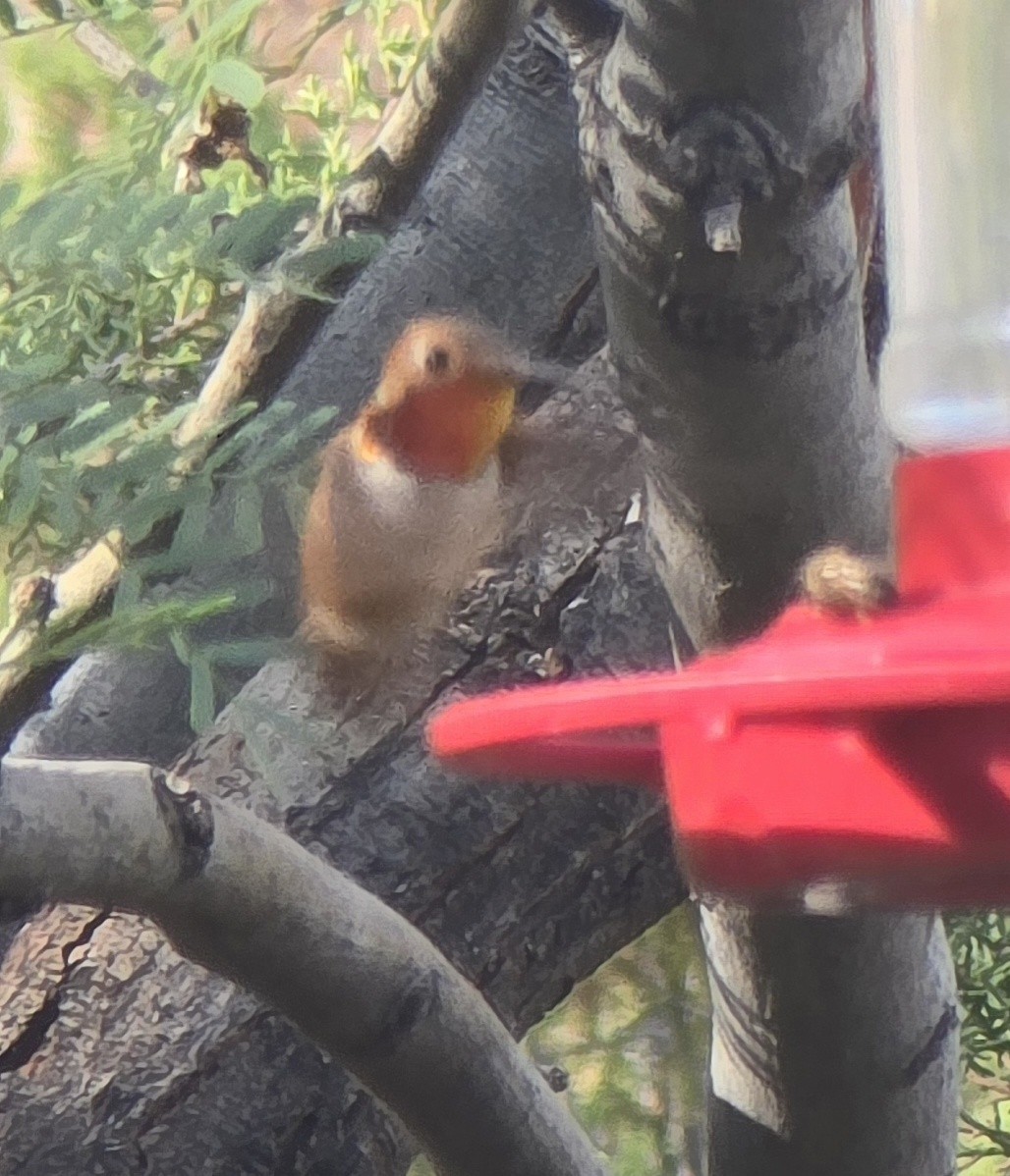Rufous Hummingbird - ML638370760