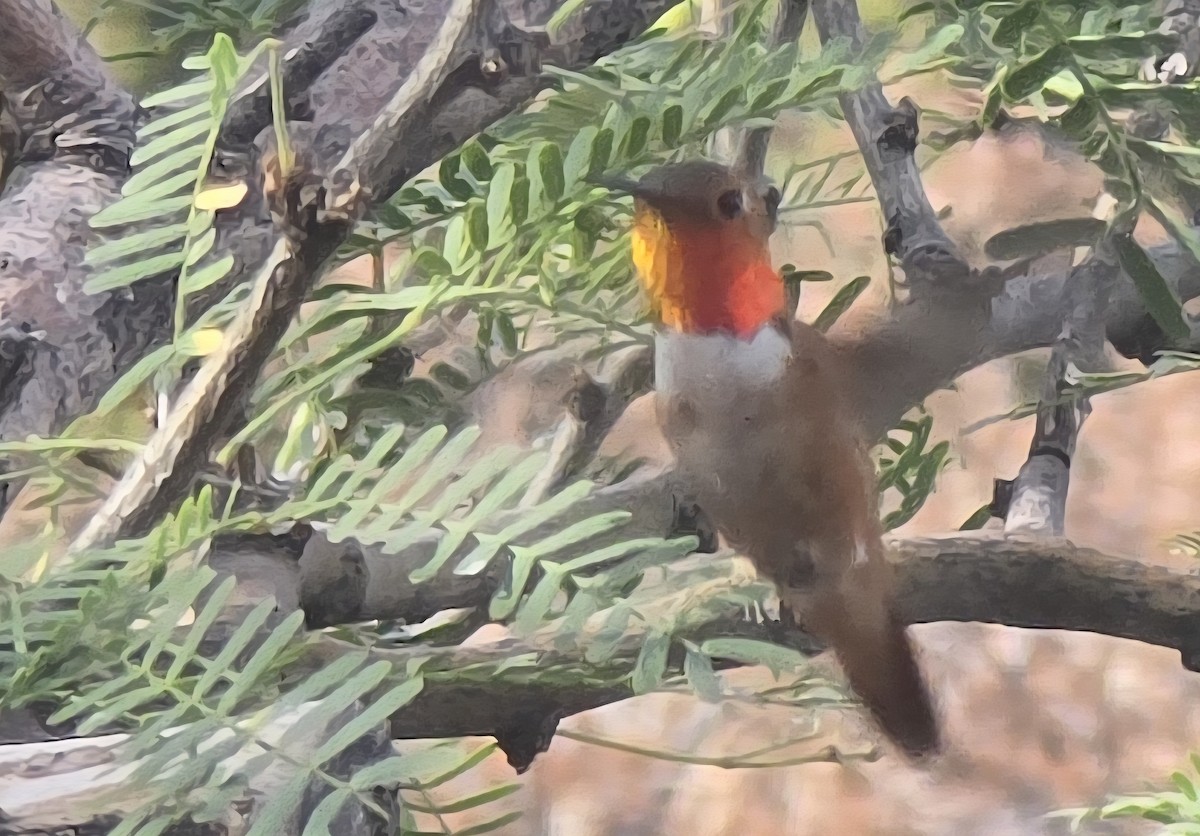 Rufous Hummingbird - ML638370761