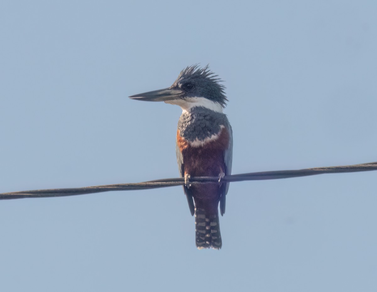 Ringed Kingfisher - ML638370782