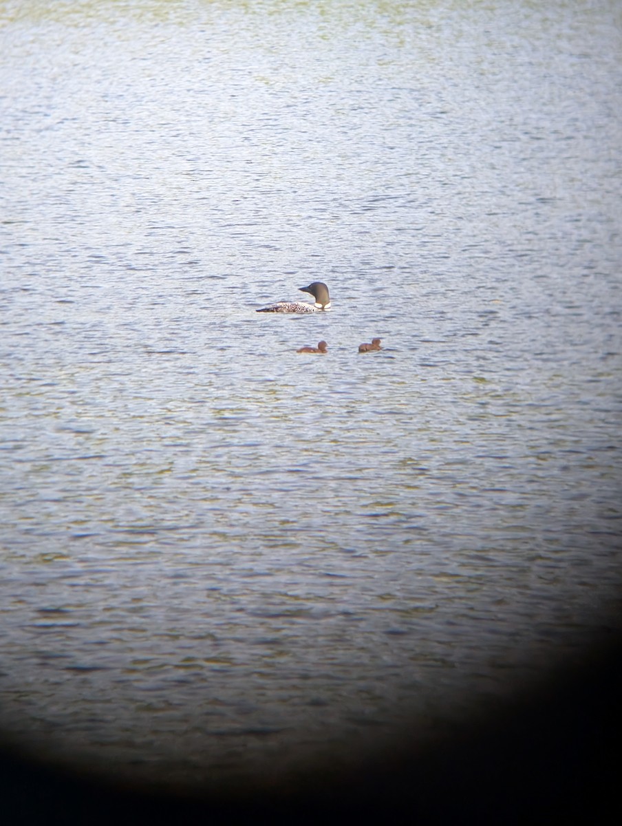 potáplice lední - ML638370813