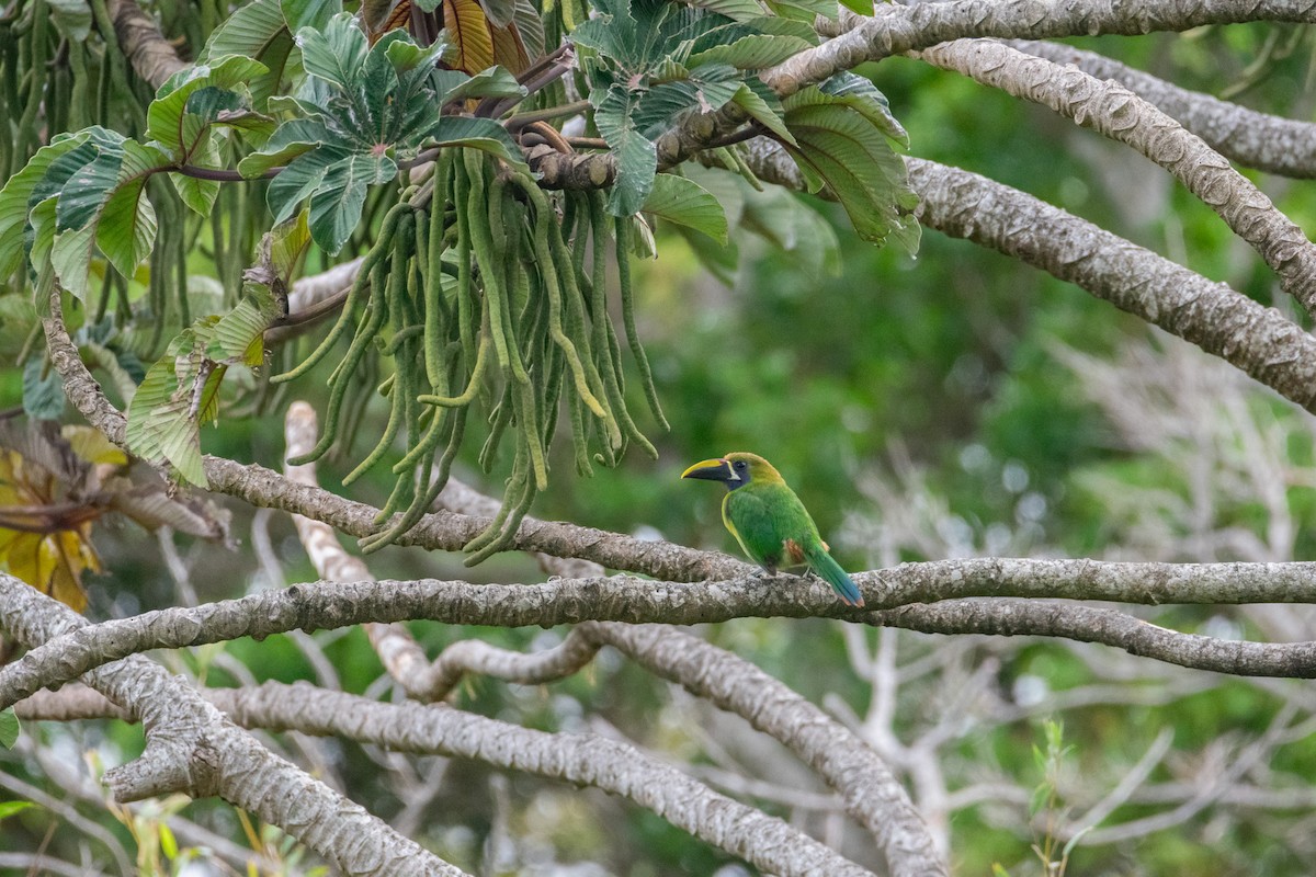 Northern Emerald-Toucanet - ML638370814
