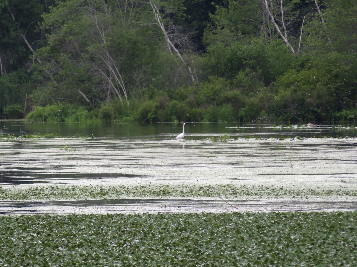 volavka bílá (ssp. egretta) - ML638370819