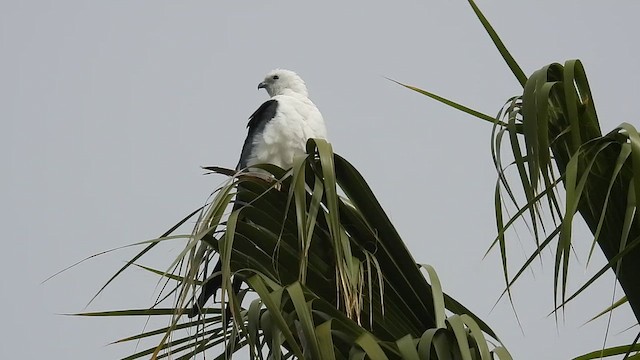 Swallow-tailed Kite - ML638370855