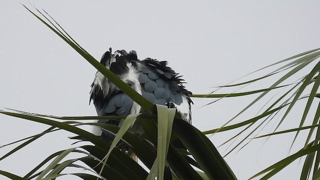 Swallow-tailed Kite - ML638370857