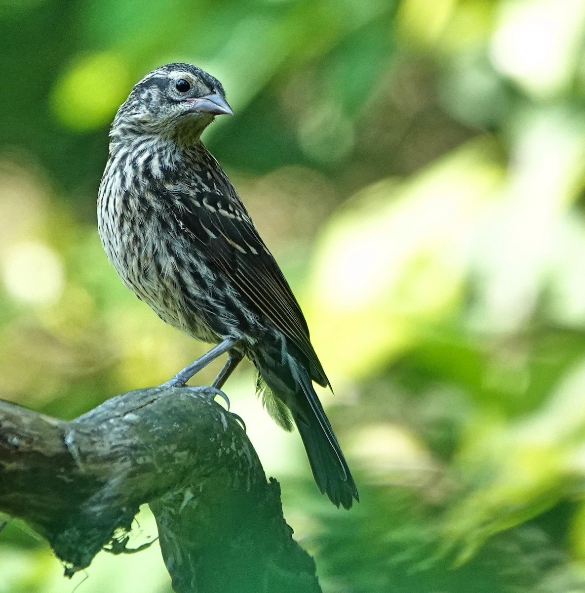 Red-winged Blackbird - ML638370870