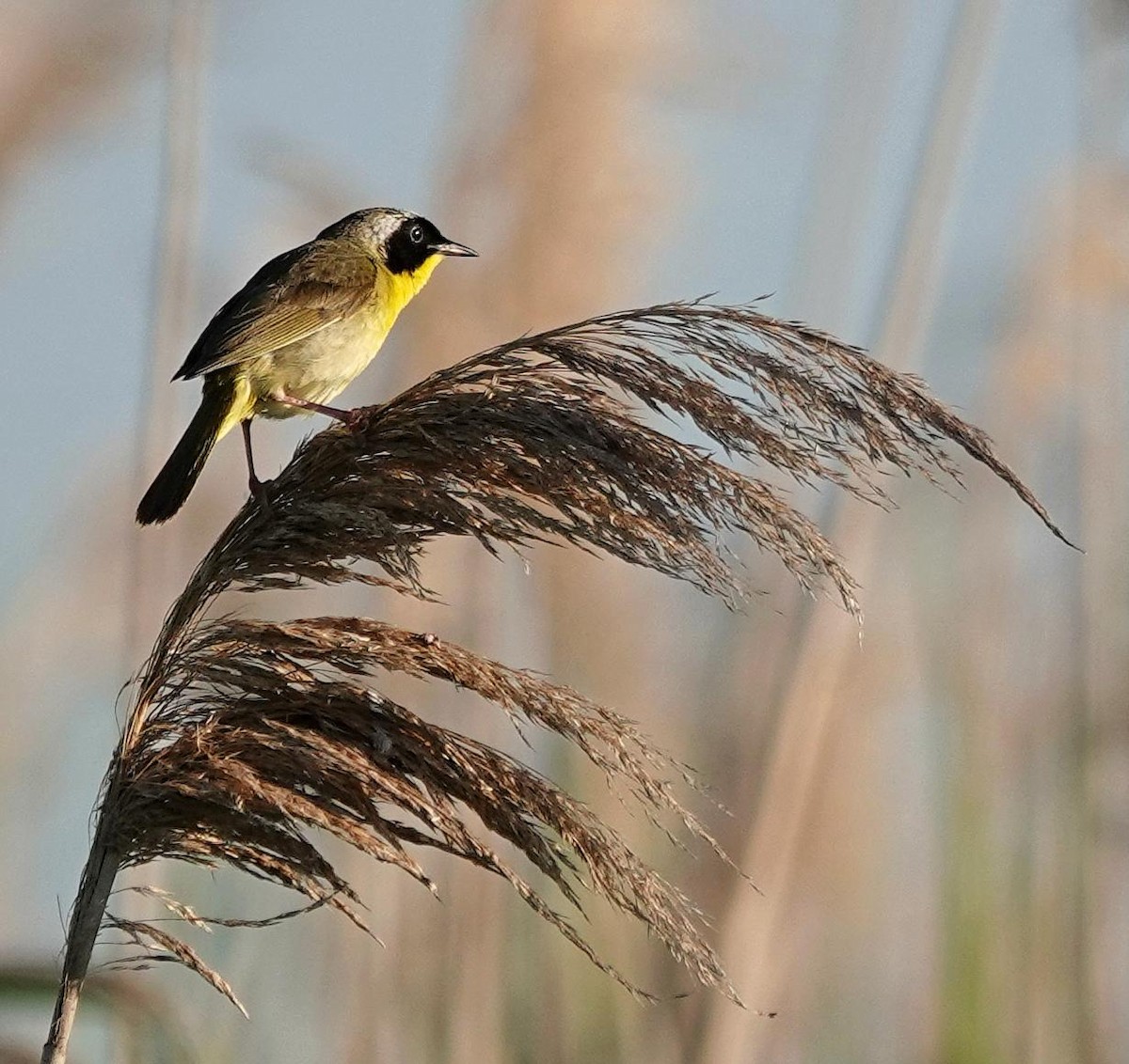 Common Yellowthroat - ML638370889
