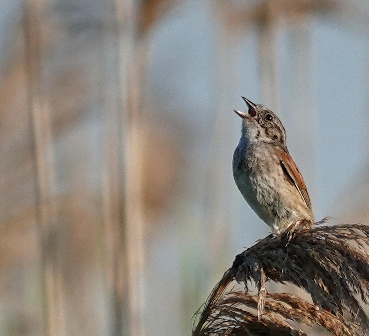 Swamp Sparrow - ML638370908