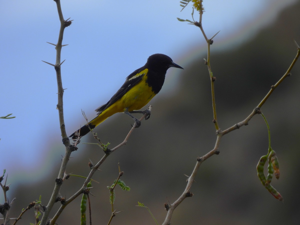 Scott's Oriole - ML638370927