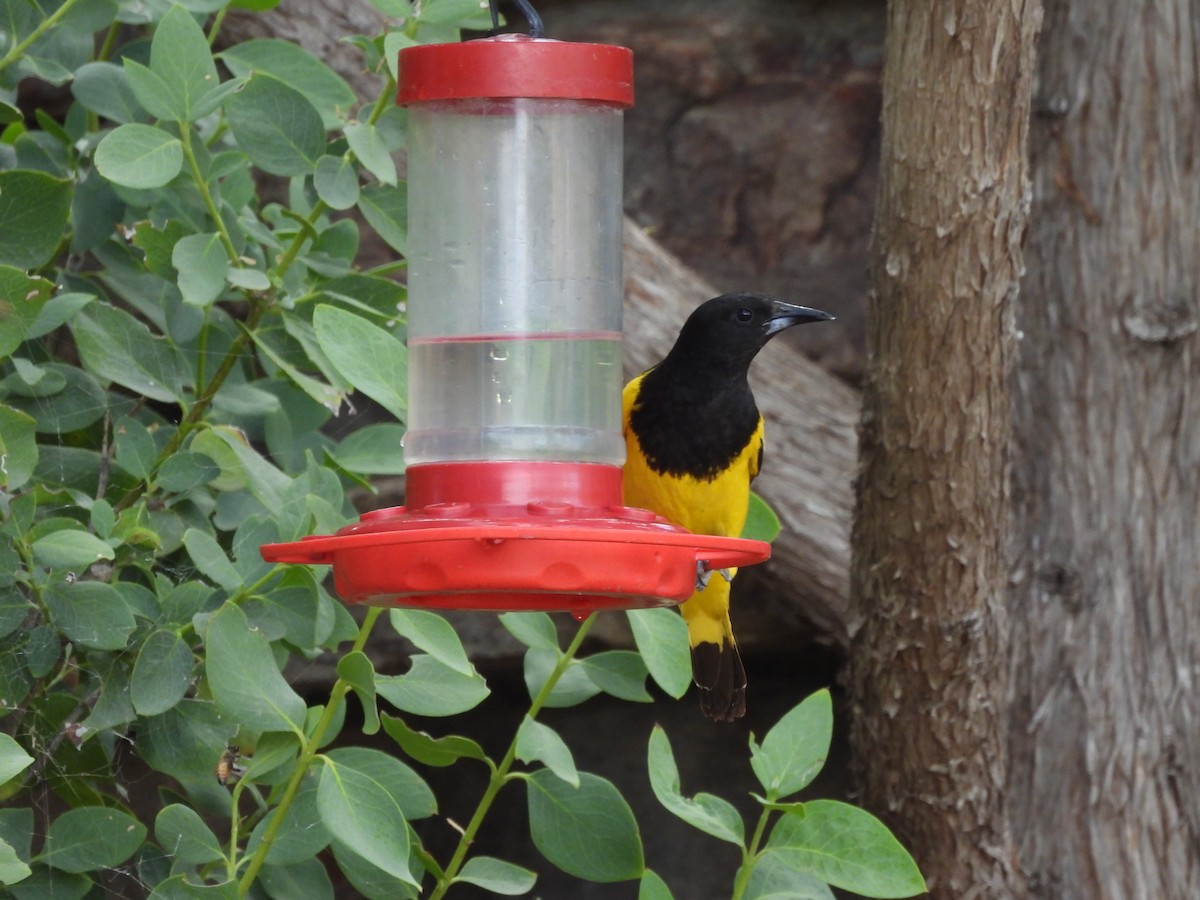 Scott's Oriole - ML638370928