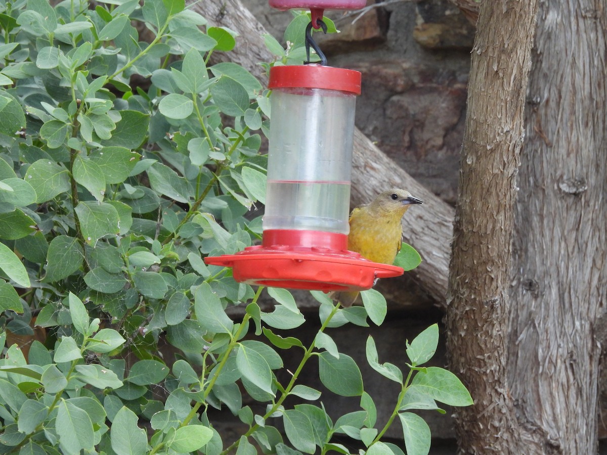 Scott's Oriole - ML638370929