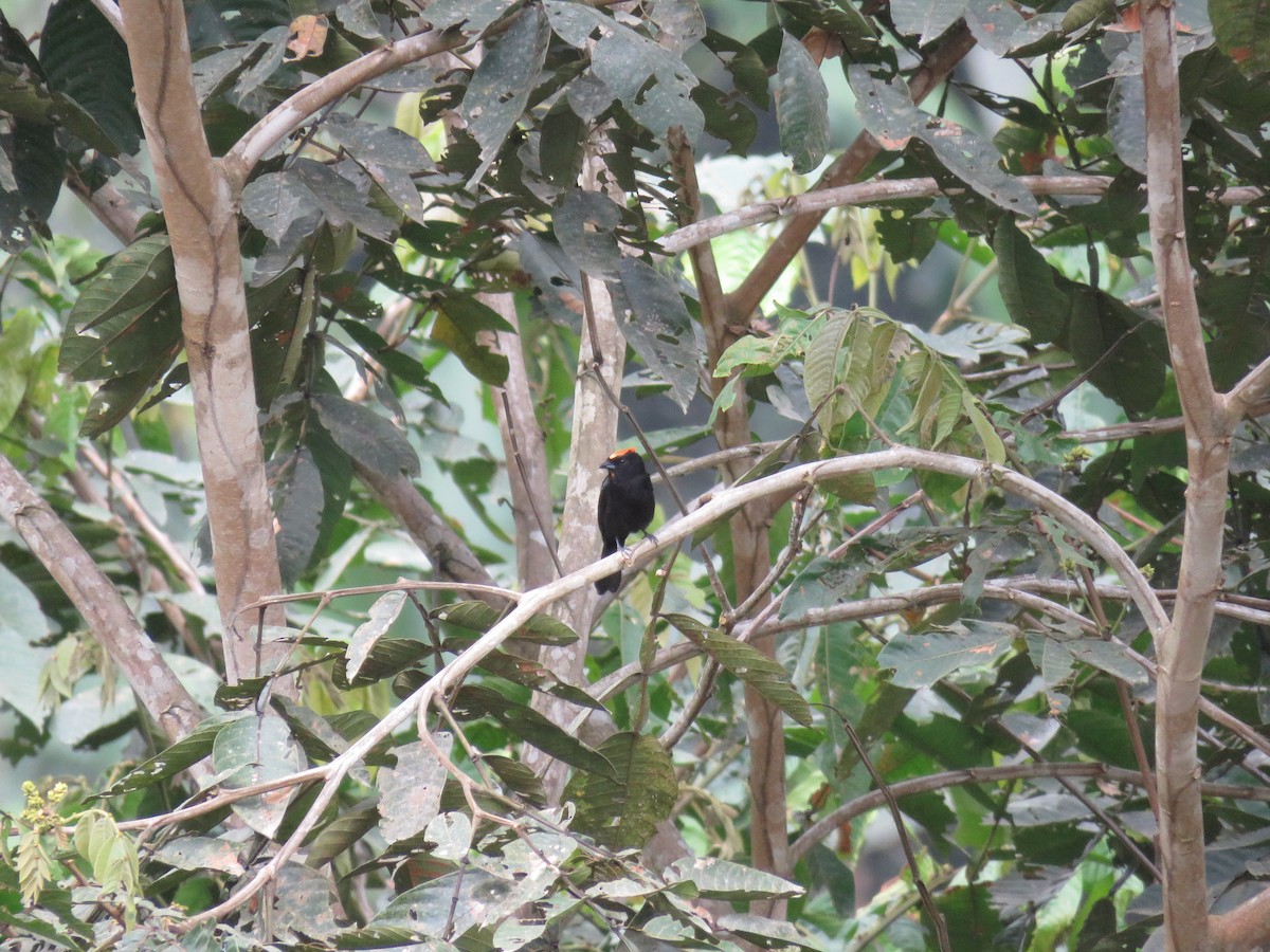 Flame-crested Tanager - ML638370945