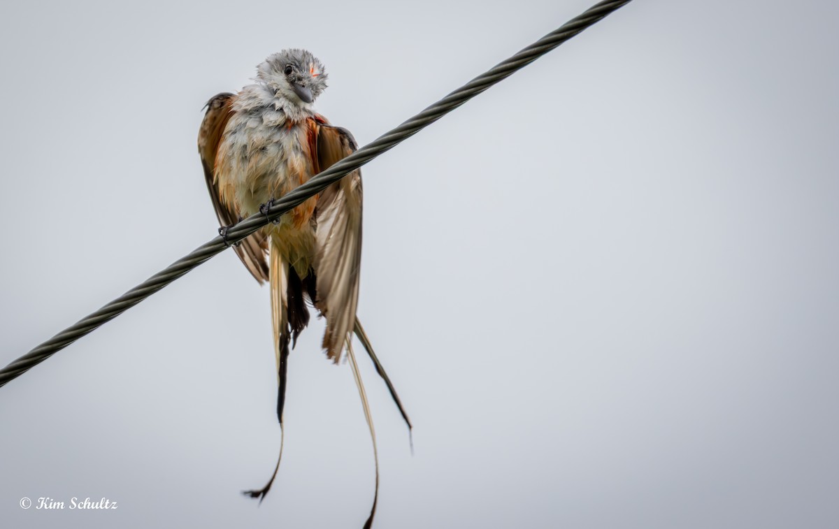 Scissor-tailed Flycatcher - ML638370946