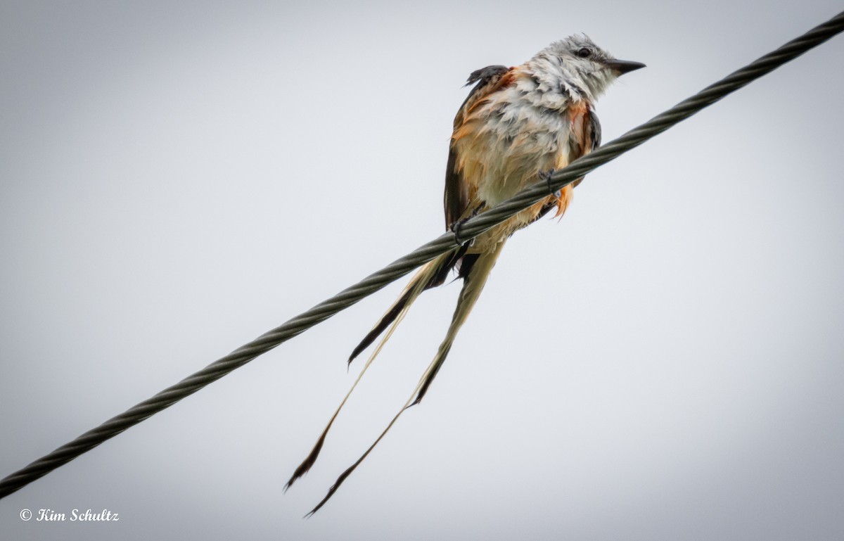 Scissor-tailed Flycatcher - ML638370948