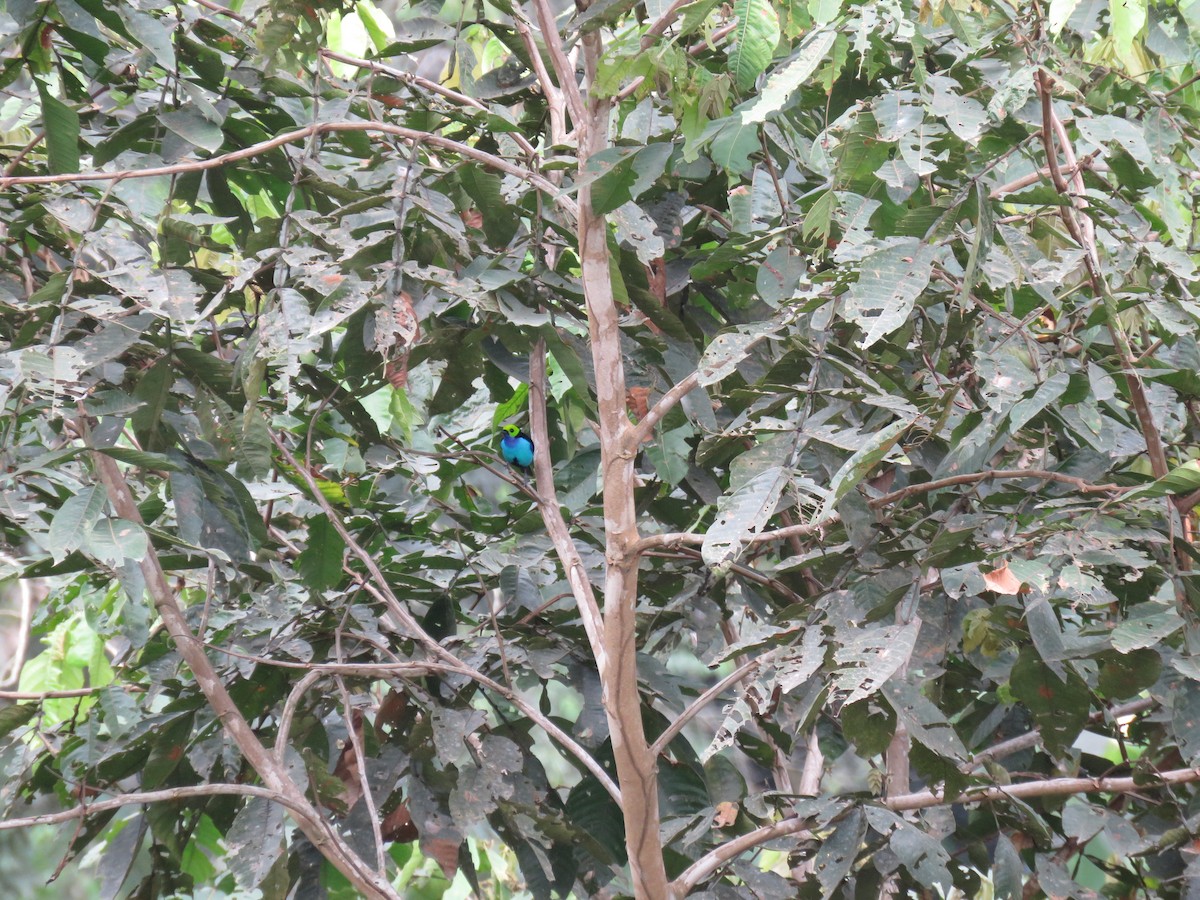 Paradise Tanager - ML638370957