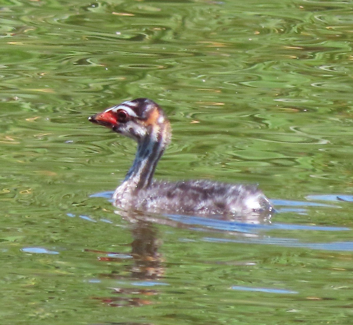 Pied-billed Grebe - ML638370991