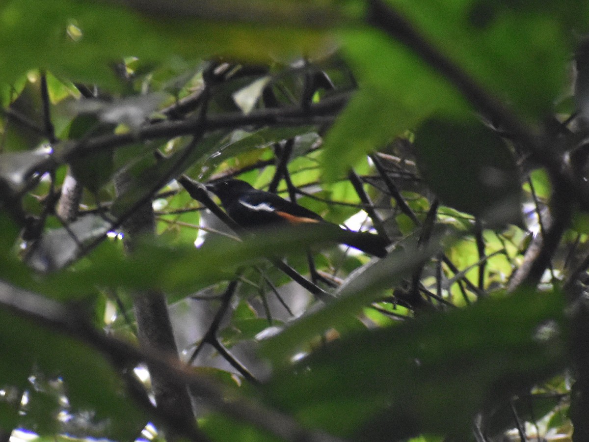 Fulvous-crested Tanager - ML638370994