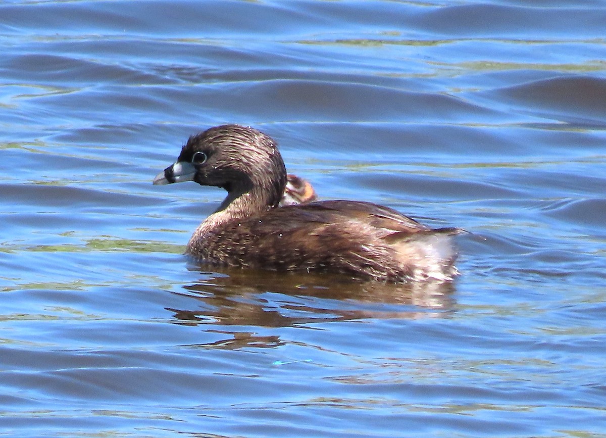 Pied-billed Grebe - ML638370996