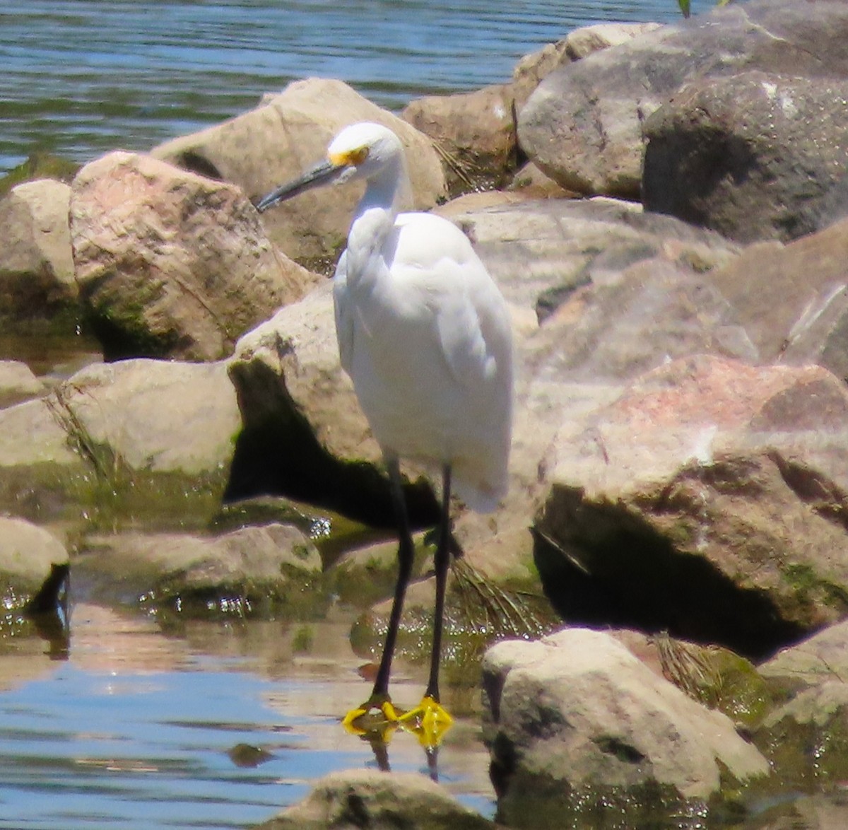 Snowy Egret - ML638371006